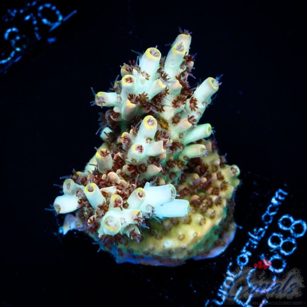EC Wasp Nest Acro