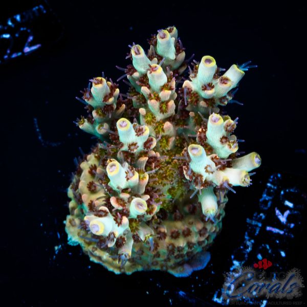 EC Wasp Nest Acro