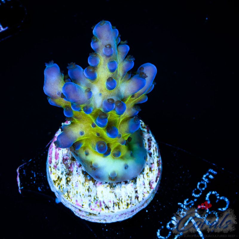 EC Electric Miyagi Tort Acro