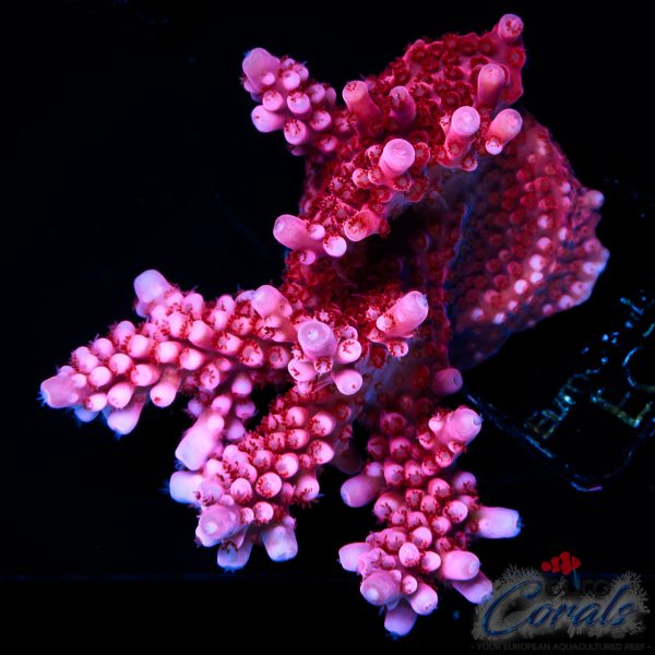 EC Red Octopus Acro