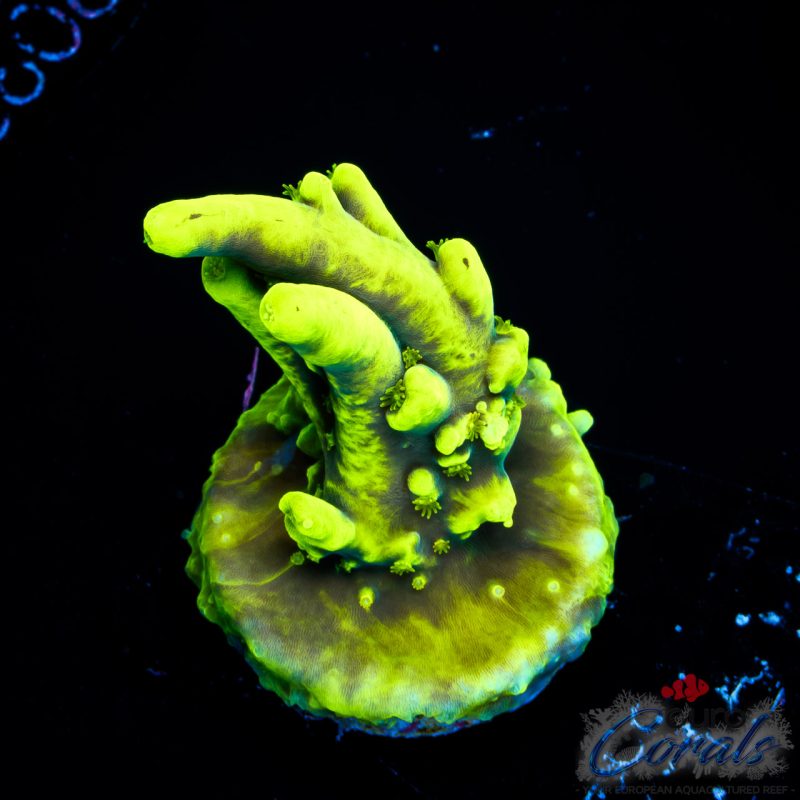 EC Lemon Drop Acro