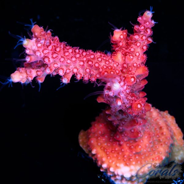 EC Red Diablo Acro