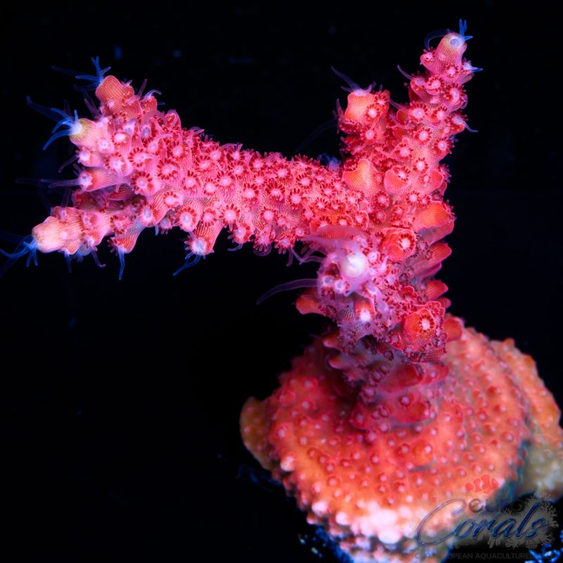 EC Red Diablo Acro