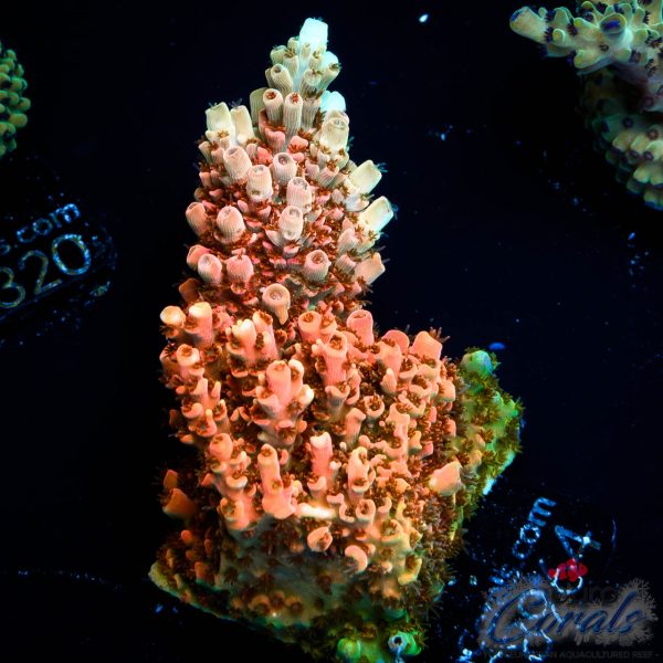 EC Saturn Orange Table Acro