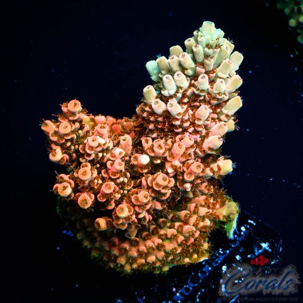 EC Saturn Orange Table Acro
