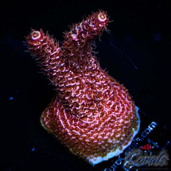 EC Rainbow Woolly Mamoth Acro