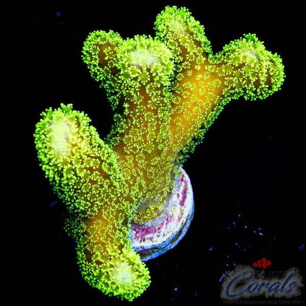 EC Sparkling Stars Stylo