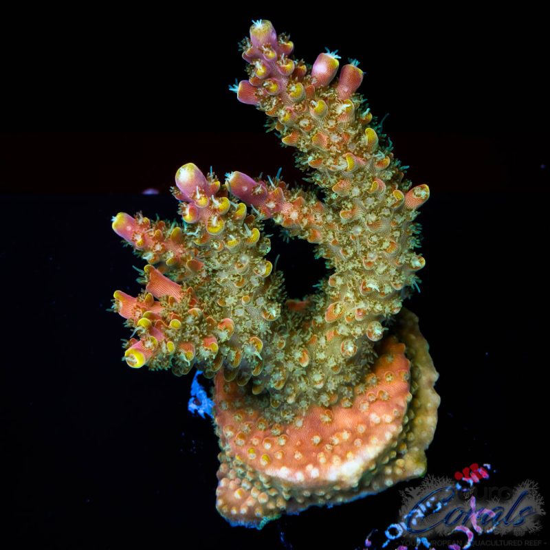 EC Orangesicle Acro