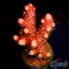 EC On Fire Spathulata Acro