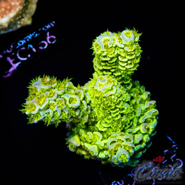 EC Rainbow Envy Acro