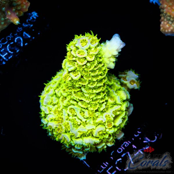 EC Rainbow Envy Acro