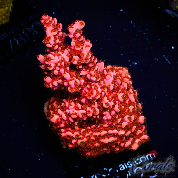 EC Master’s Ruby Table Acro