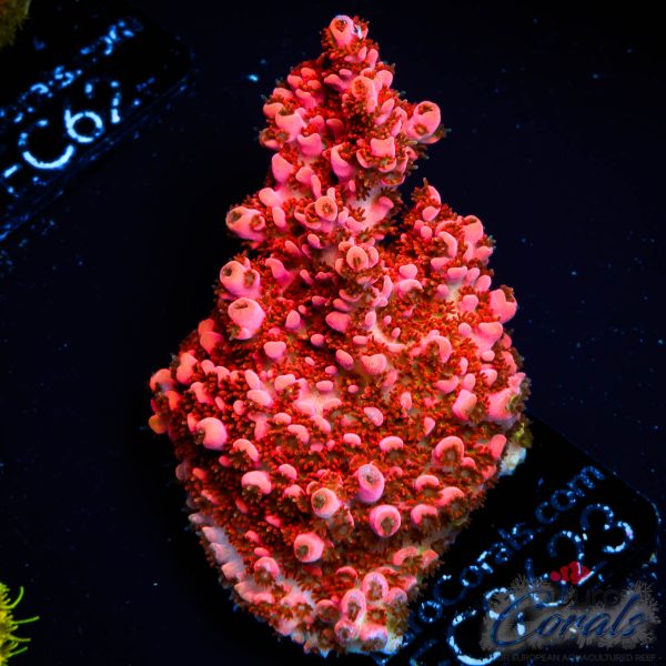 EC Master’s Ruby Table Acro