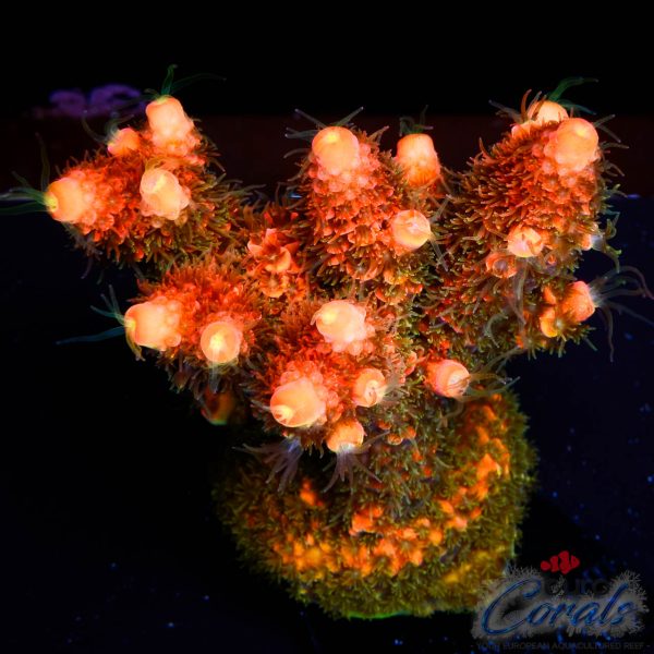 EC On Fire Spathulata Acro