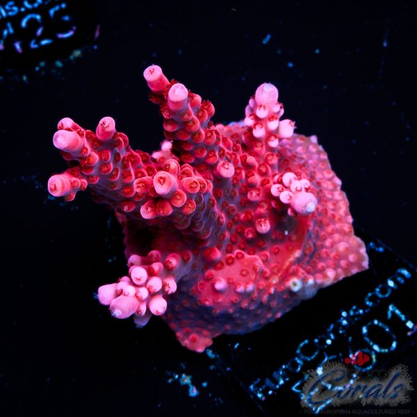 EC Red Octopus Acro