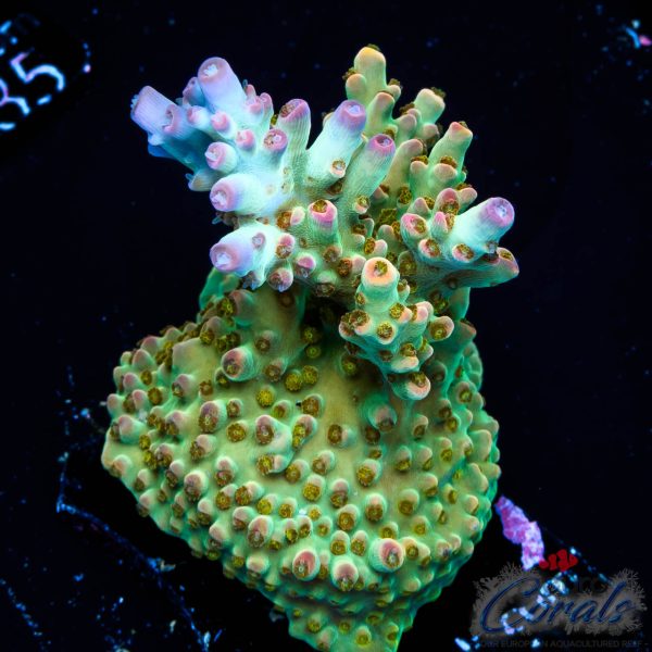 EC Psychoberry Acro