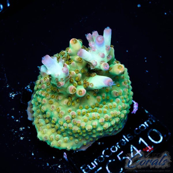 EC Psychoberry Acro