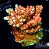 EC Saturn Orange Table Acro