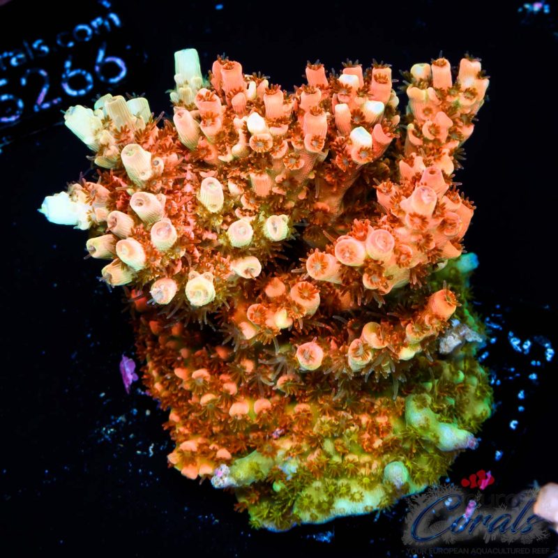 EC Saturn Orange Table Acro