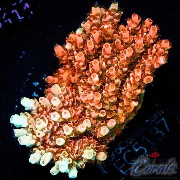 EC Saturn Orange Table Acro