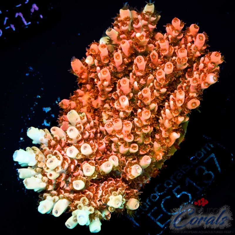EC Saturn Orange Table Acro