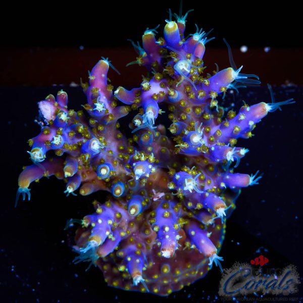 EC Blue Candle Acro