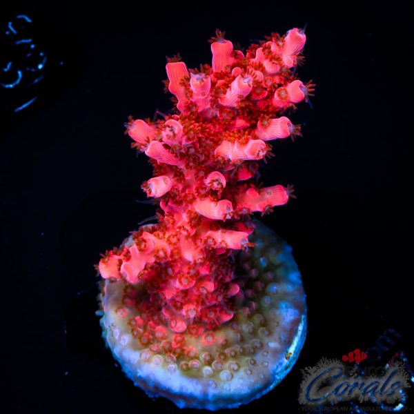 EC Red Angry Bird Acro NEW
