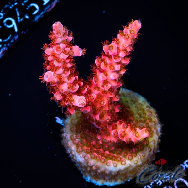 EC Red Angry Bird Acro NEW