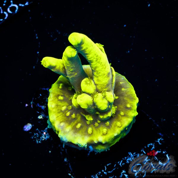 EC Lemon Drop Acro