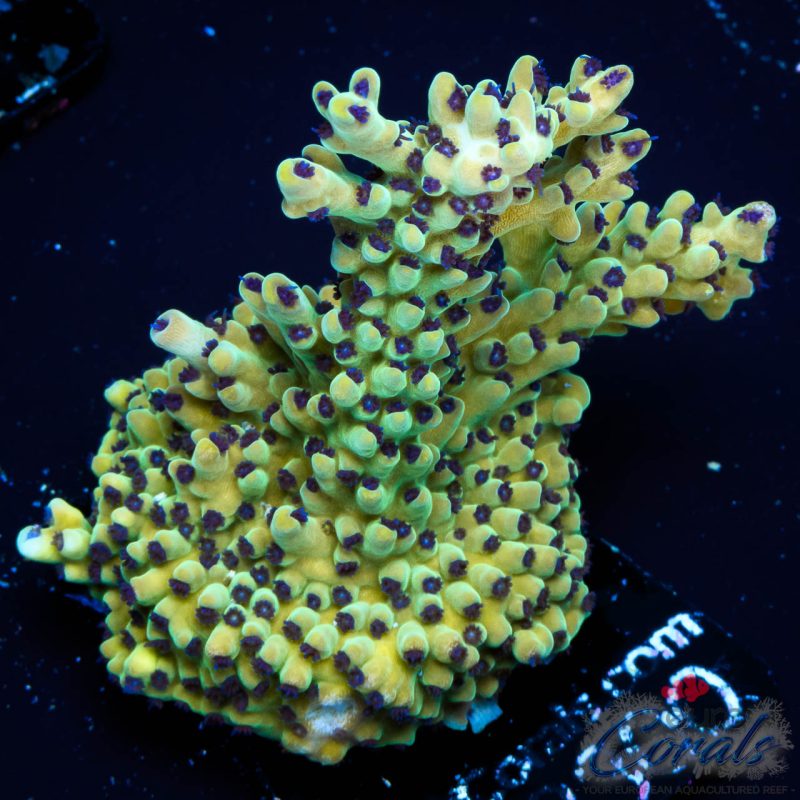 EC Rainbow Blueberry SSC Acro