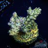 EC Rainbow Blueberry SSC Acro