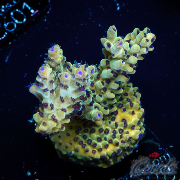 EC Rainbow Blueberry SSC Acro