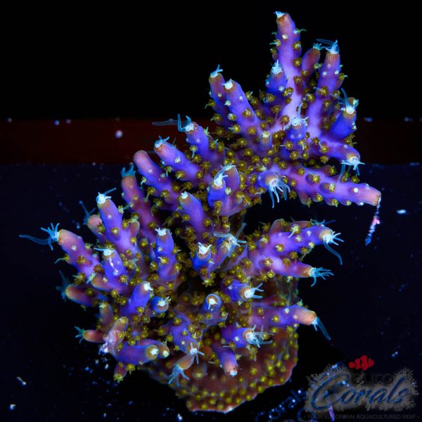 EC Blue Candle Acro