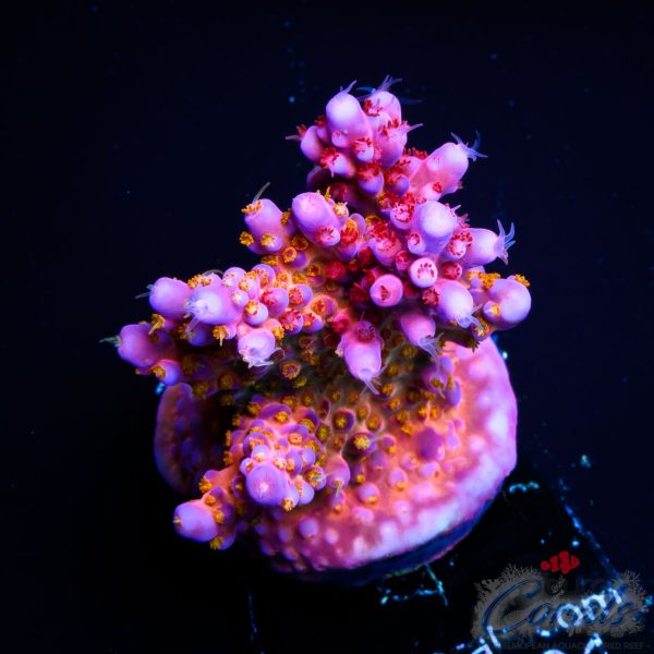 EC Hell2Heaven Acro ER GRAFTED EX