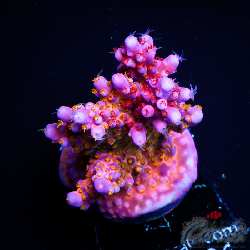 EC Hell2Heaven Acro ER GRAFTED EX