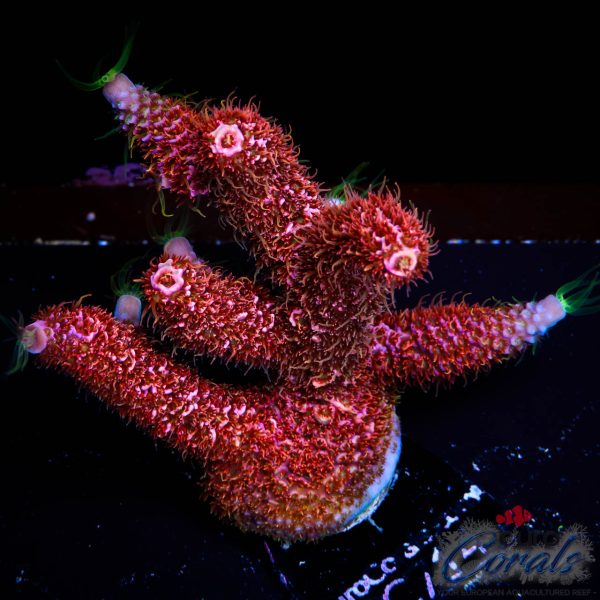 EC Rainbow Woolly Mamoth Acro