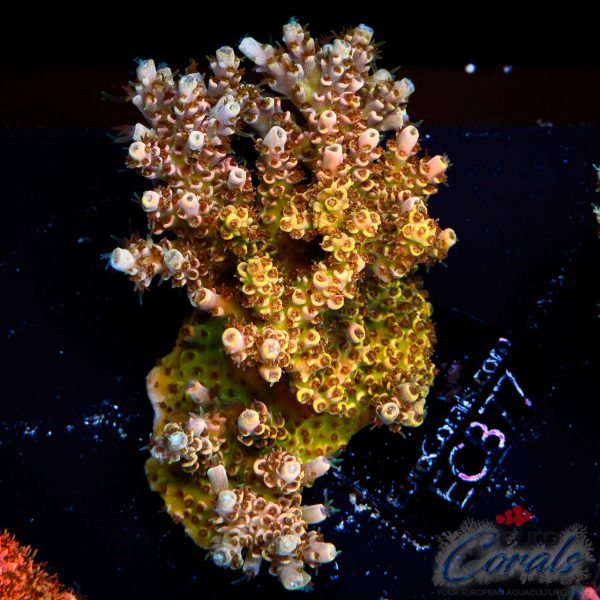 EC Golden Dust Table Acro