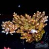 EC Golden Dust Table Acro