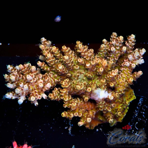 EC Golden Dust Table Acro