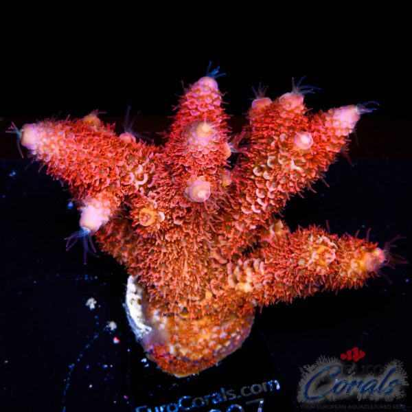 EC Akil's Rainbow Spathulata Acro
