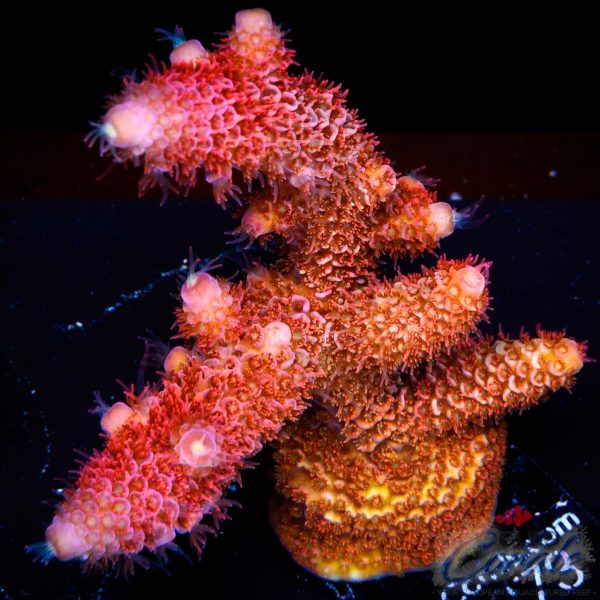 EC Akil's Rainbow Spathulata Acro