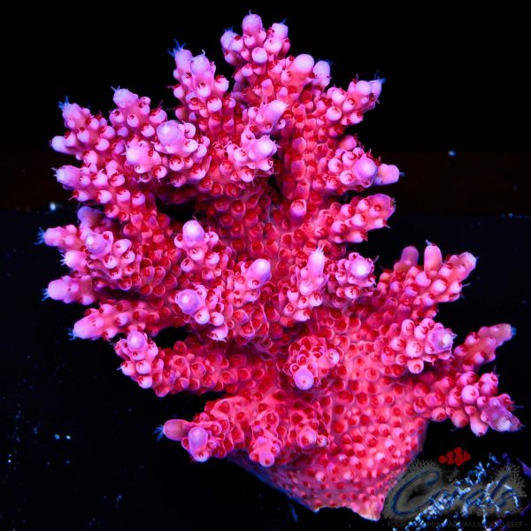 EC Adam Bomb Super Red/Blue Tipped Acro