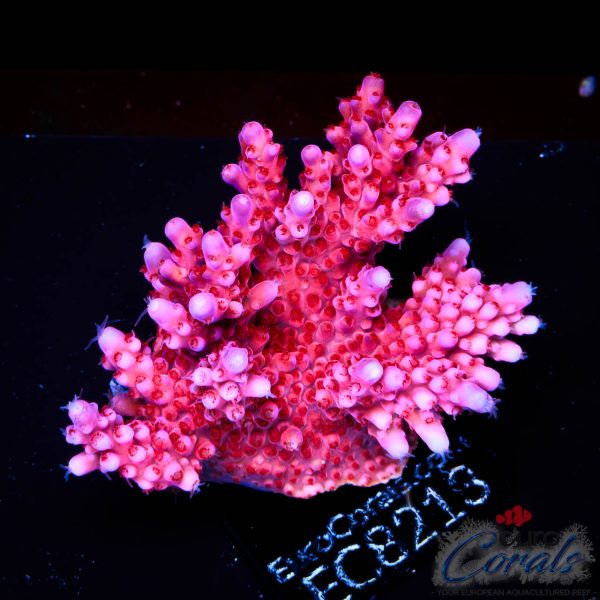 EC Adam Bomb Super Red/Blue Tipped Acro