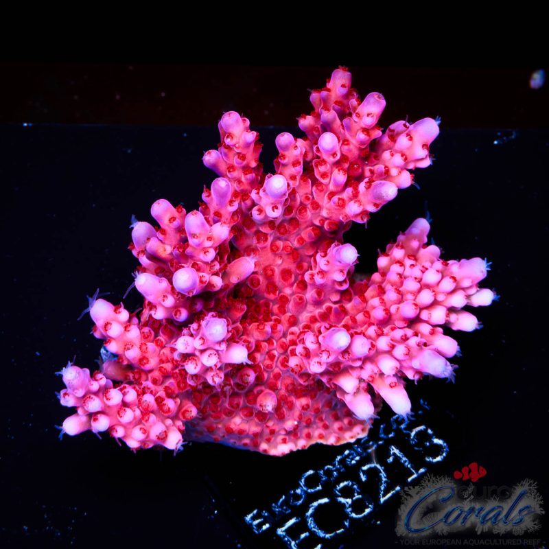 EC Adam Bomb Super Red/Blue Tipped Acro