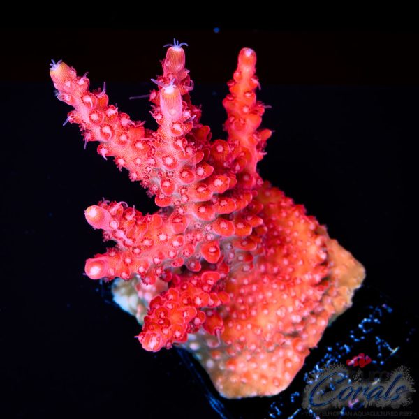 EC Red Diablo Acro