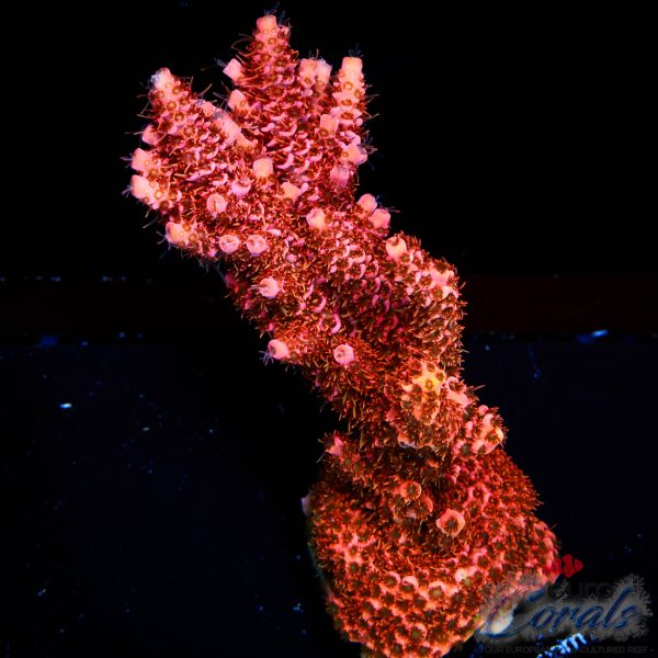 EC Fenix Acro