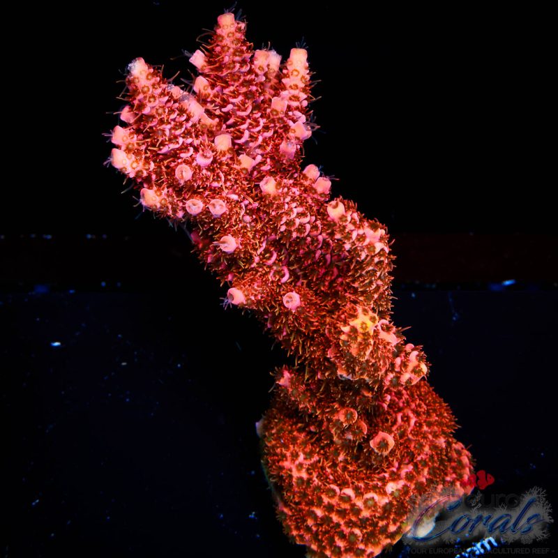 EC Fenix Acro