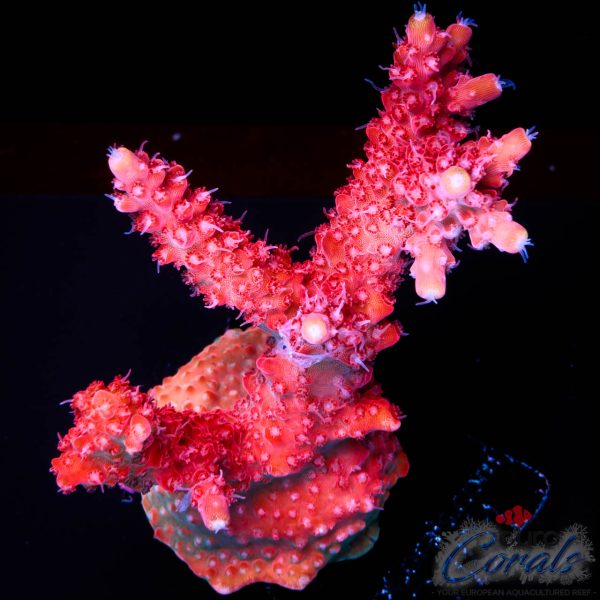 EC Red Diablo Acro