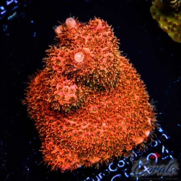 EC Rainbow Polyped Valyrian Flame Acro