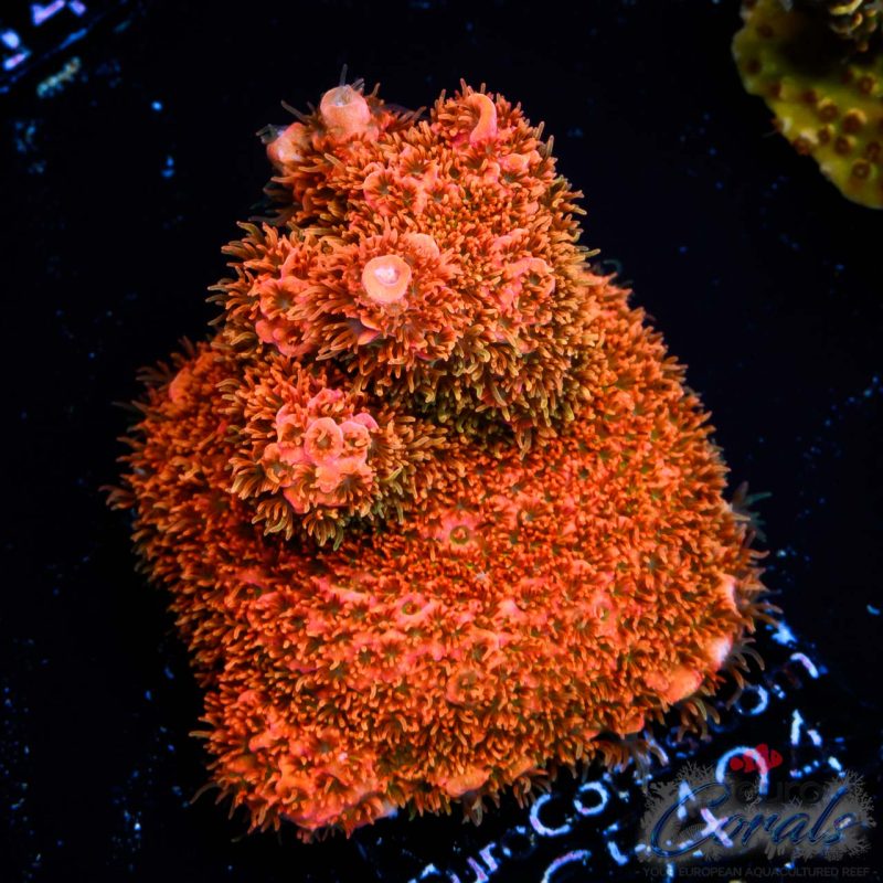 EC Rainbow Polyped Valyrian Flame Acro